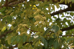 Trichilia connaroides